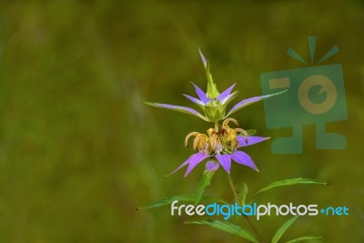 Spotted Bee-balm (monarda Punctata) Stock Photo