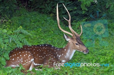 Spotted Deer Stock Photo