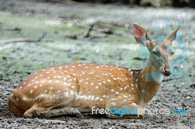 Spotted Deer Stock Photo