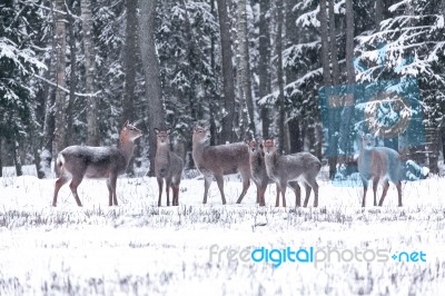 Spotted Deer In The Winter Forest Stock Photo