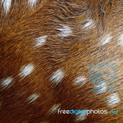 Spotted Deer Skin Stock Photo