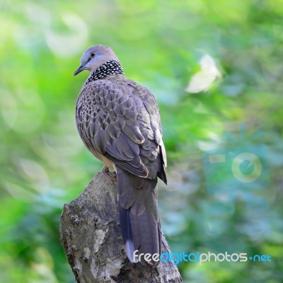 Spotted Dove Stock Photo