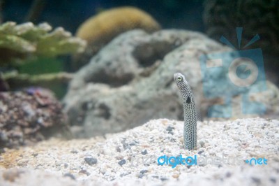 Spotted Garden Eel Stock Photo