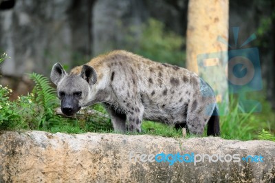 Spotted Hyena Stock Photo