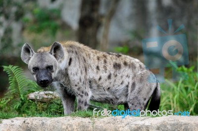 Spotted Hyena Stock Photo