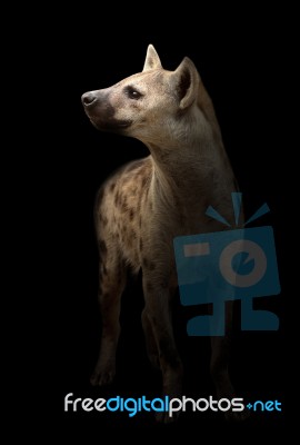 Spotted Hyena In The Dark Stock Photo