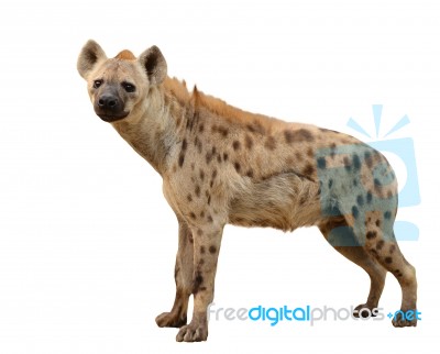 Spotted Hyena Isolated Stock Photo