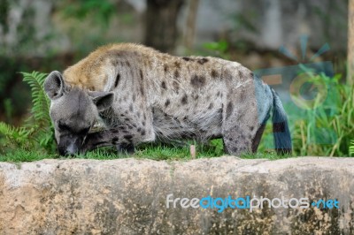 Spotted Hyena Licking Its Leg Stock Photo