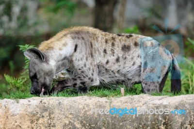 Spotted Hyena Licking Leg Stock Photo