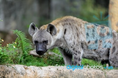 Spotted Hyena Standing Stock Photo