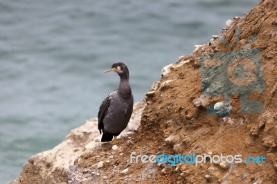 Spotted Shag (phalacrocorax Punctatus) Stock Photo