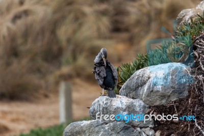 Spotted Shag (phalacrocorax Punctatus) Stock Photo