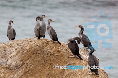 Spotted Shag (phalacrocorax Punctatus) Stock Photo