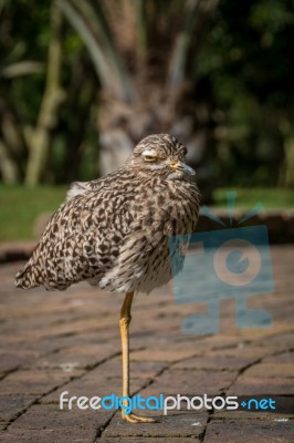 Spotted Thick Knee Relaxing On A Footpath Stock Photo