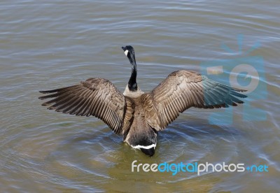 Spread The Wings Stock Photo