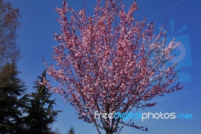 Spring Stock Photo