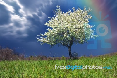 Spring Stock Photo