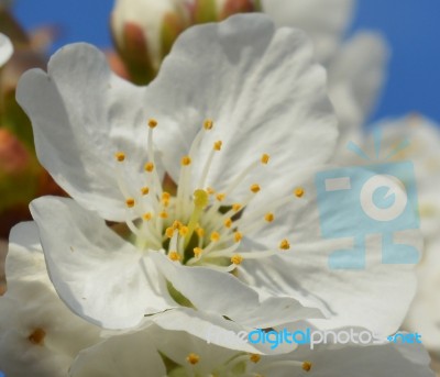 Spring Stock Photo