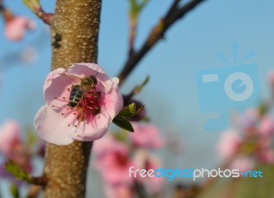 Spring Stock Photo