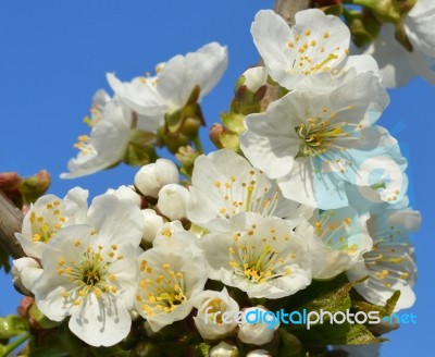 Spring Stock Photo