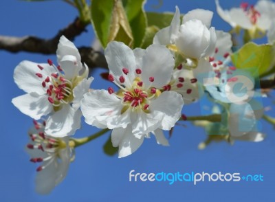 Spring Stock Photo