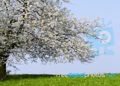 Spring Stock Photo