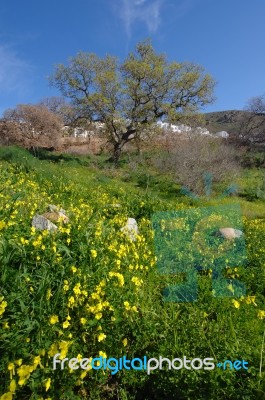 Spring Stock Photo