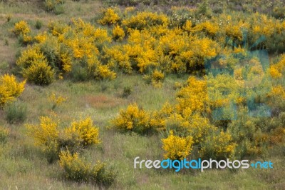 Spring Algarve Flora Stock Photo