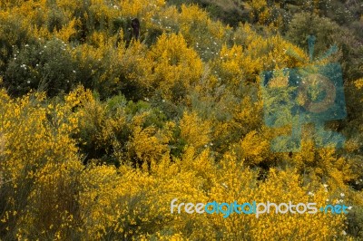 Spring Algarve Flora Stock Photo