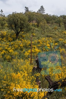 Spring Algarve Flora Stock Photo