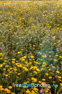 Spring Algarve Flora Stock Photo