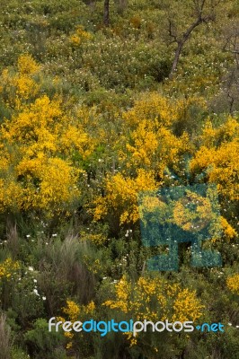 Spring Algarve Flora Stock Photo