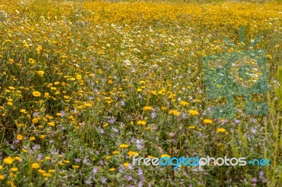 Spring Algarve Flora Stock Photo