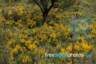 Spring Algarve Flora Stock Photo