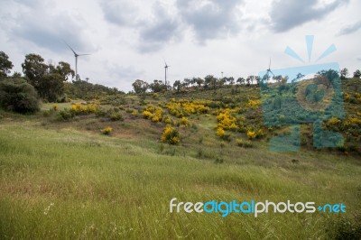 Spring Algarve Landscape Flora Stock Photo