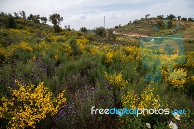 Spring Algarve Landscape Flora Stock Photo