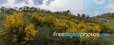 Spring Algarve Landscape Flora Stock Photo