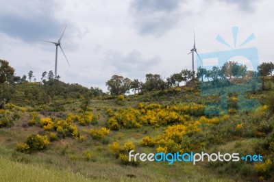 Spring Algarve Landscape Flora Stock Photo