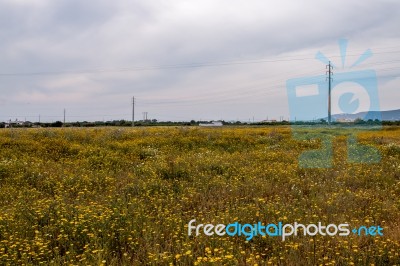 Spring Algarve Landscape Flora Stock Photo