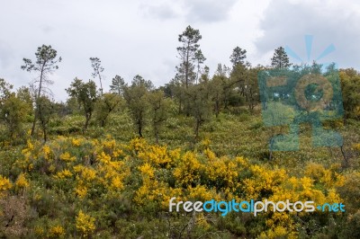 Spring Algarve Landscape Flora Stock Photo