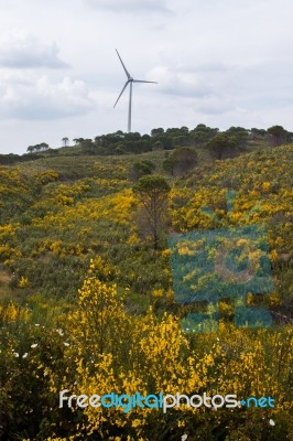 Spring Algarve Landscape Flora Stock Photo