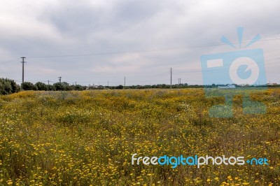 Spring Algarve Landscape Flora Stock Photo