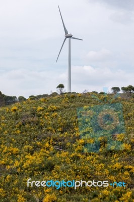 Spring Algarve Landscape Flora Stock Photo