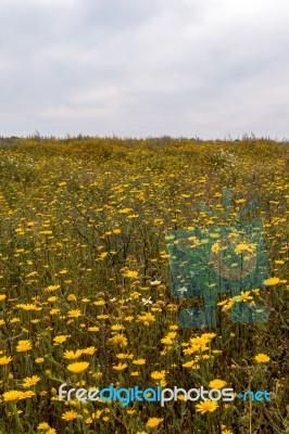 Spring Algarve Landscape Flora Stock Photo