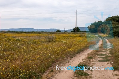 Spring Algarve Landscape Flora Stock Photo