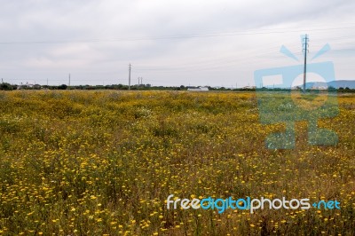 Spring Algarve Landscape Flora Stock Photo