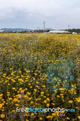 Spring Algarve Landscape Flora Stock Photo