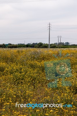 Spring Algarve Landscape Flora Stock Photo