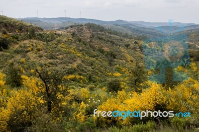 Spring Algarve Landscape Flora Stock Photo