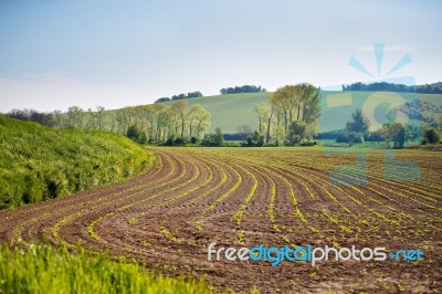 Spring Arable Land. Spring Wavy Agriculture Scene. Rural Landsca… Stock Photo